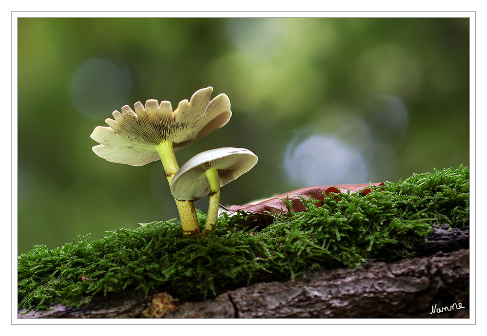 Minipilze
Schlüsselwörter: Pilz; Pilze