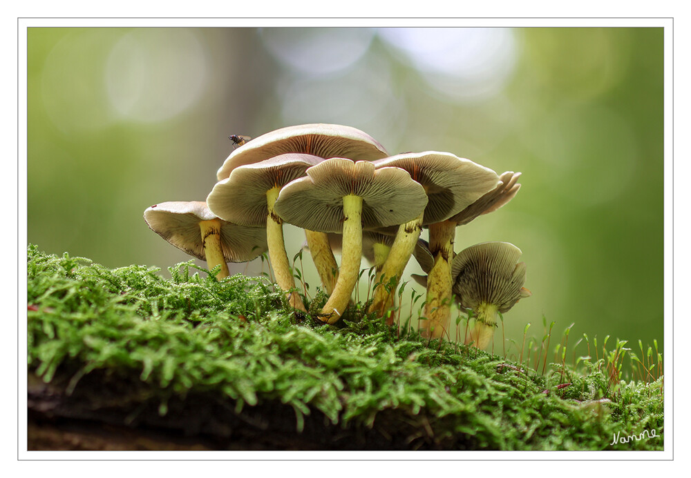 Minipilzfamilie
Schlüsselwörter: Pilz; Pilze