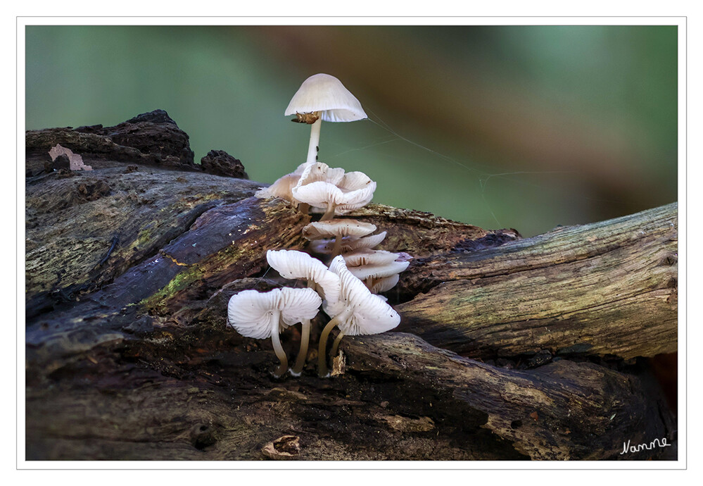 Minipilzfamilie
Schlüsselwörter: Pilz; Pilze