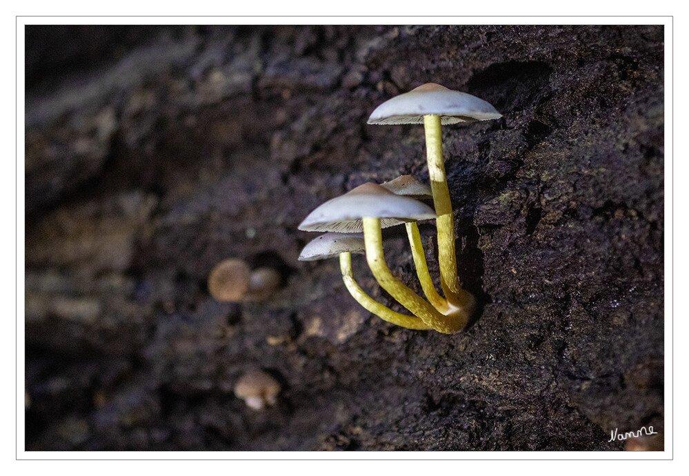 Minibaumpilze
Schlüsselwörter: Pilz; Pilze
