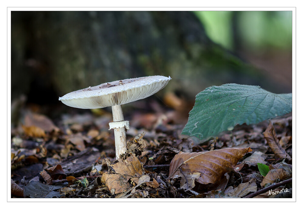 Parasol
Der Gemeine Riesenschirmling, Parasol oder Riesenschirmpilz ist eine Pilzart aus der Familie der Champignonverwandten. laut Wikipedia
Schlüsselwörter: Pilz; Pilze