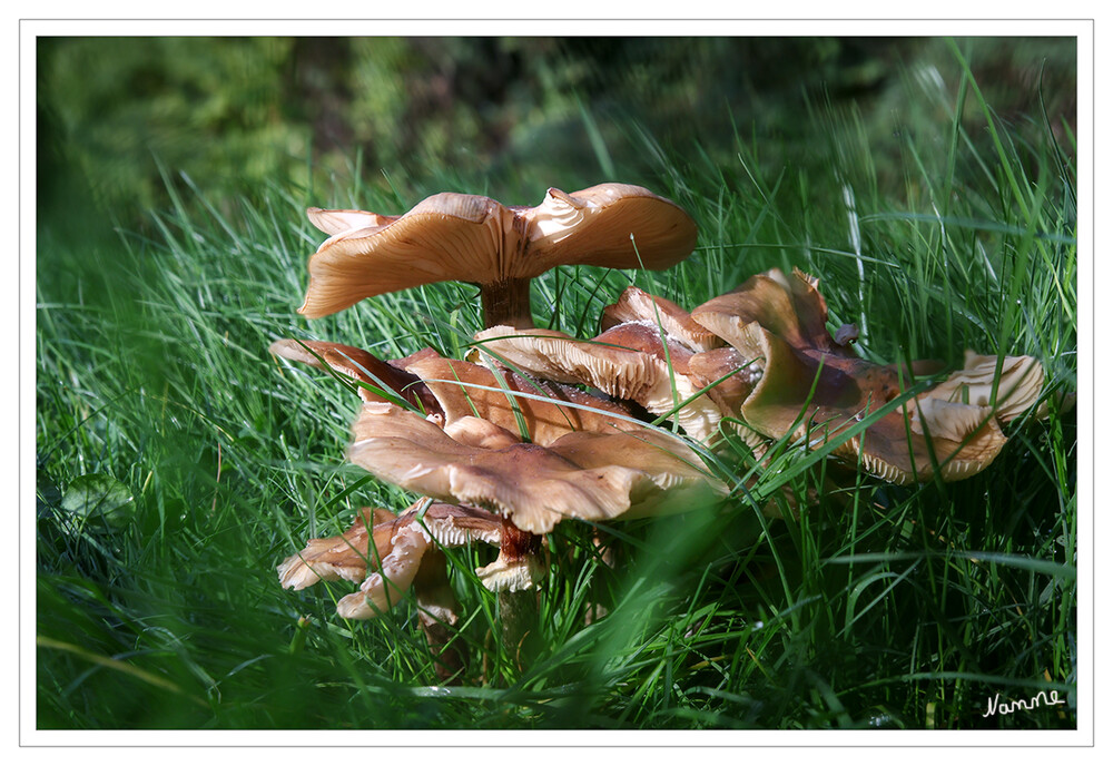 Wiesenpilze
Schlüsselwörter: Pilz; Pilze