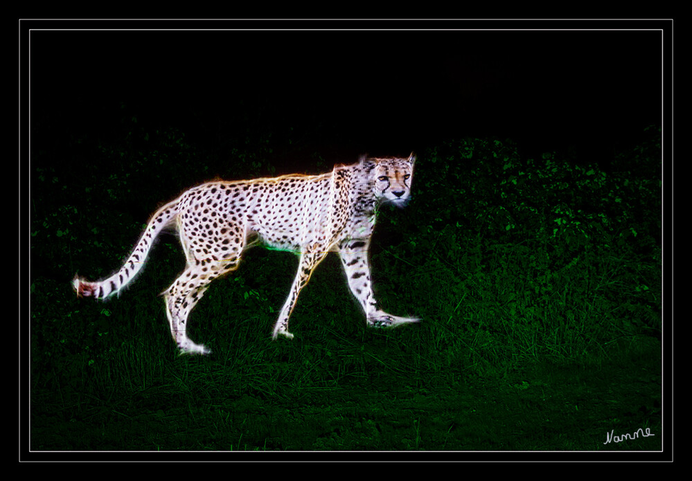 Was guckst du?
Gepard mittels Pixelstick in die Landschaft gemalt
Schlüsselwörter: Lichtmalerei; Lighrtpainting