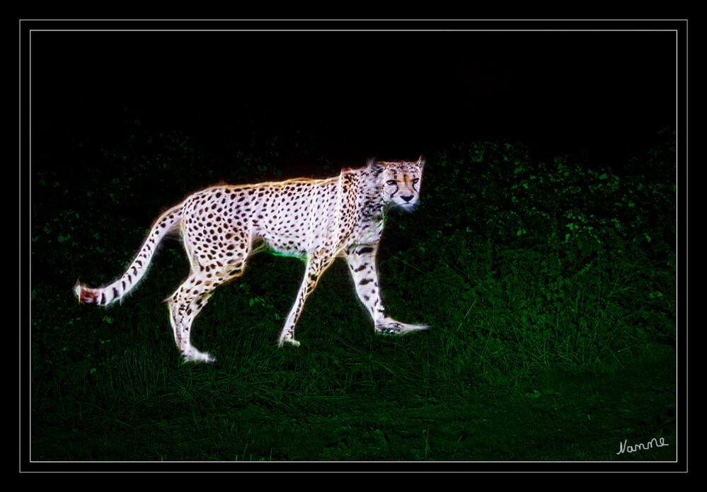 Was guckst du?
Gepard mittels Pixelstick in die Landschaft gemalt
Schlüsselwörter: Lichtmalerei; Lighrtpainting