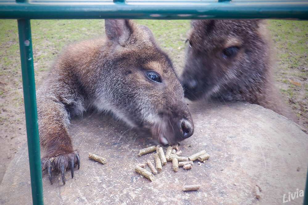 Kängurus
Der Tiergarten Mönchengladbach liegt im Mönchengladbacher Stadtteil Odenkirchen am Pixbusch und ist ein Naherholungspark für Groß und Klein. 
