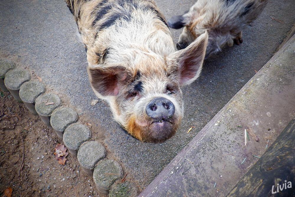 Bei mir bist du schön.....
Der Tiergarten Mönchengladbach liegt im Mönchengladbacher Stadtteil Odenkirchen am Pixbusch und ist ein Naherholungspark für Groß und Klein. 
Schlüsselwörter: Schweine