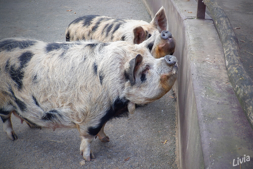 Bei mir bist du schön.....
Der Tiergarten Mönchengladbach liegt im Mönchengladbacher Stadtteil Odenkirchen am Pixbusch und ist ein Naherholungspark für Groß und Klein. 
Schlüsselwörter: Schweine