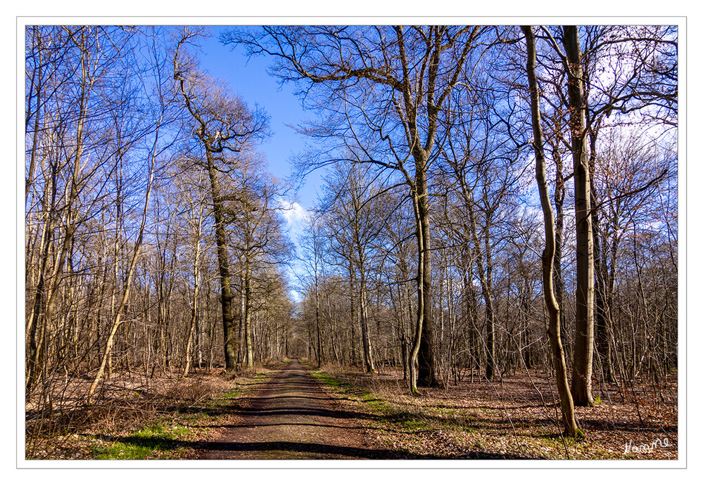 Der Wald in Warteposition l
Schlüsselwörter: 2023