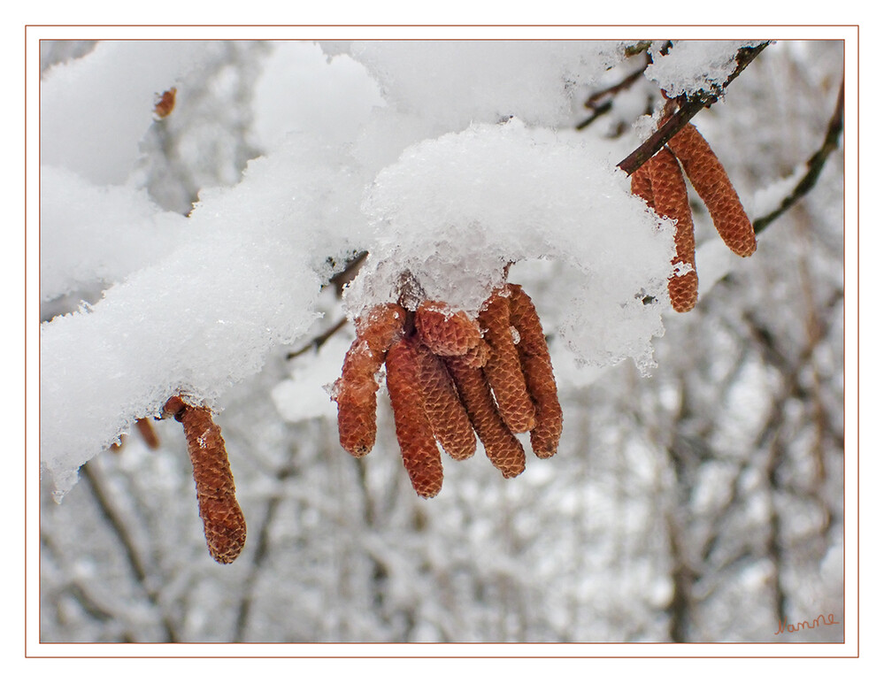 Kuckuck
Für Stunden hatten wir Schnee
