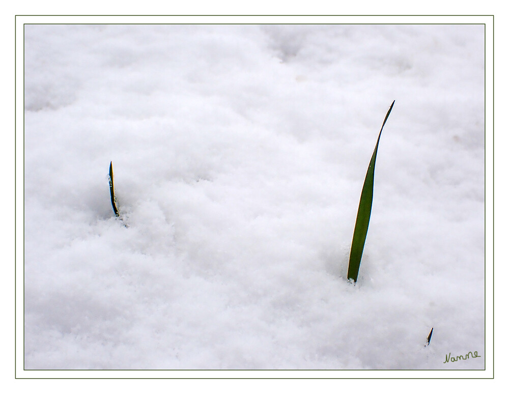 Minimalistisch
schauen die drei Grashalme aus der Schneedecke
Schlüsselwörter: Schnee