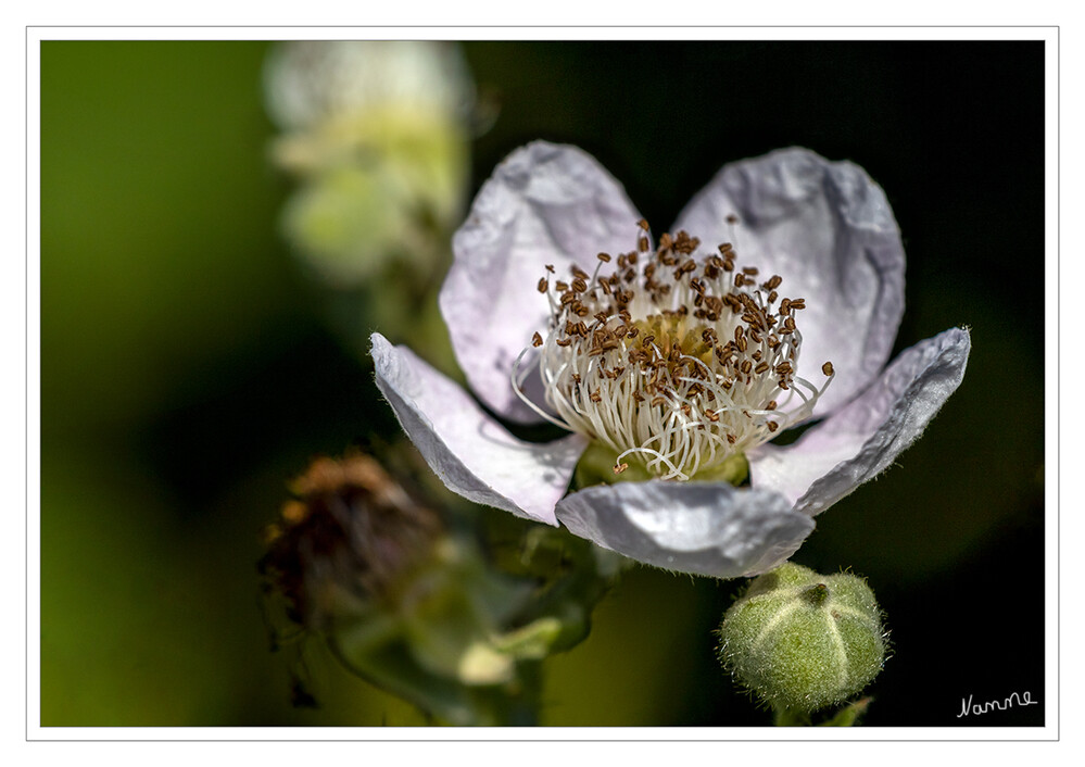 Brombeerblüte
