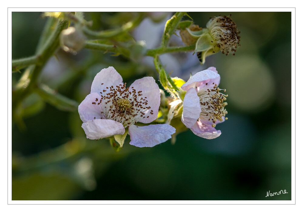 Brombeerblüten
