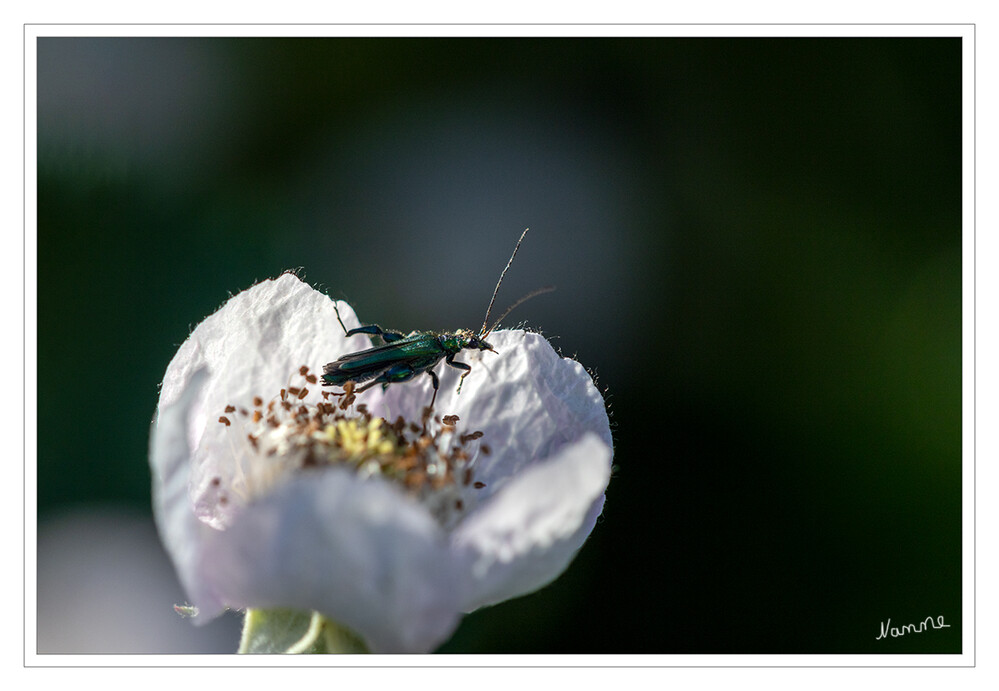 24 - Kleiner grüner Käfer
an einer Brombeerblüte

