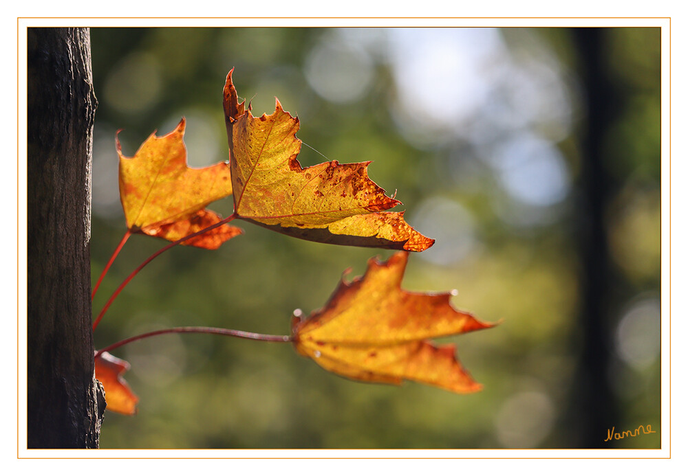 Herbstliche Blätter im Gegenlicht
Schlüsselwörter: 2023