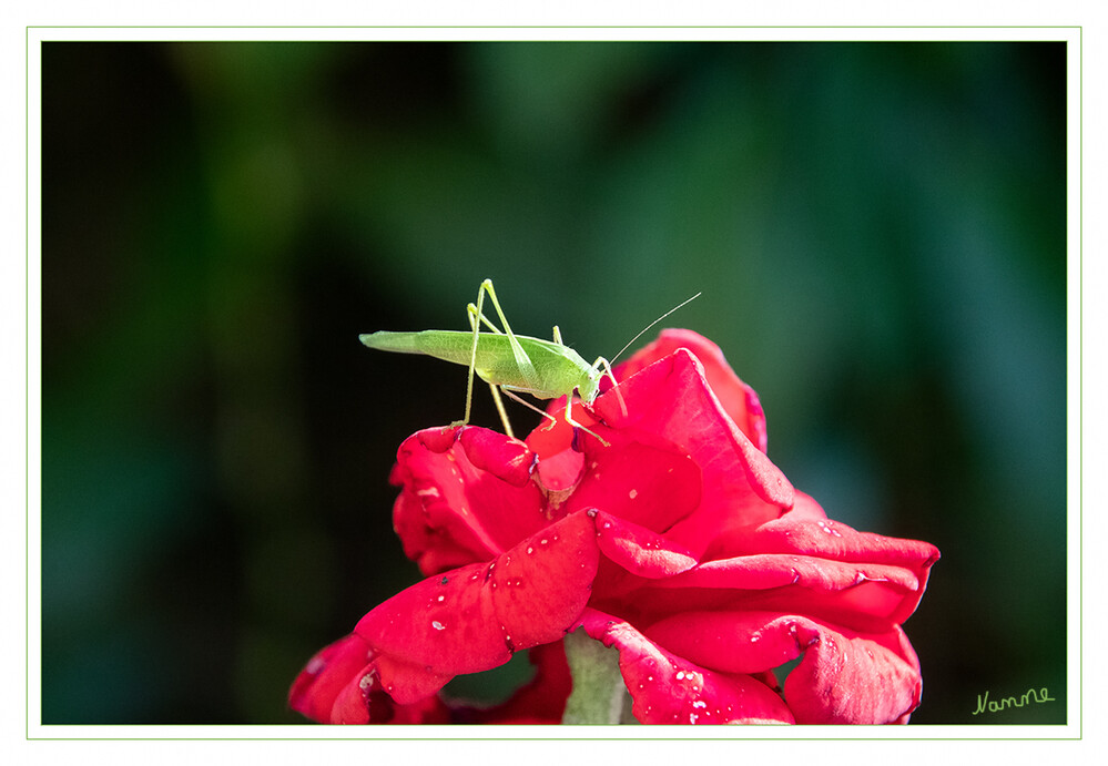 Grünes Heupferd
(Tettigonia viridissima), auch Großes Heupferd, Großes Grünes Heupferd, selten auch Grüne Laubheuschrecke genannt, ist eine der größten in Mitteleuropa vorkommenden Langfühlerschrecken aus der Überfamilie der Laubheuschrecken (Tettigonioidea). Die Art gehört zu den häufigsten Laubheuschrecken Mitteleuropas.  laut Wikipedia
Schlüsselwörter: 2023