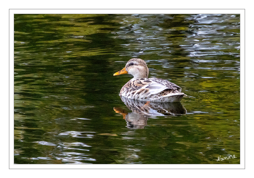 Immer mit der Ruhe
Schlüsselwörter: Ente