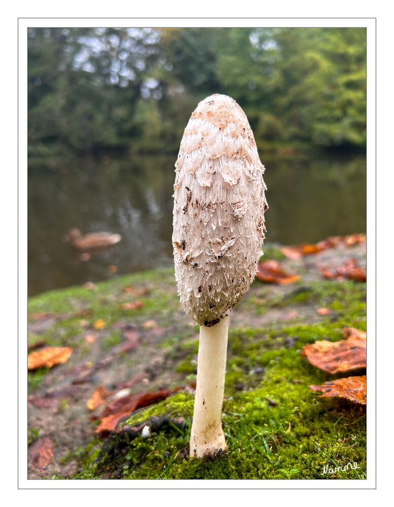 Einsamer Tintling
Der Schopf-Tintling (Coprinus comatus), auch Spargelpilz, Porzellantintling oder Tintenpilz genannt, ist eine Pilzart aus der Familie der Champignonverwandten. Er ist in Europa heimisch, häufig und jung ein ausgezeichneter, wenngleich nicht sehr haltbarer Speisepilz, denn alte Exemplare zerfließen zu einer tintenartigen Flüssigkeit. laut Wikipedia 
Schlüsselwörter: Pilz; Pilze