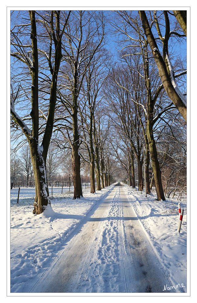 Winterintermezzo - Allee
Kurzes Wintergastspiel bei Sonnenschein
Schlüsselwörter: 2024