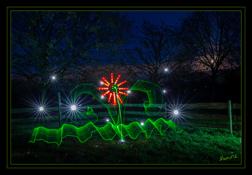 Blume in der Nacht
Schlüsselwörter: Lichtmalerei,