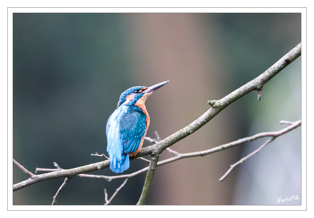 Eisvogel in Wartestellung
Der Eisvogel ist ein territorialer Einzelgänger. Er ist standorttreu und tagaktiv. Oft sitzt er lange Zeit still auf einem niedrig über dem Wasser hängenden Ast. laut Wikipedia
Schlüsselwörter: 2024