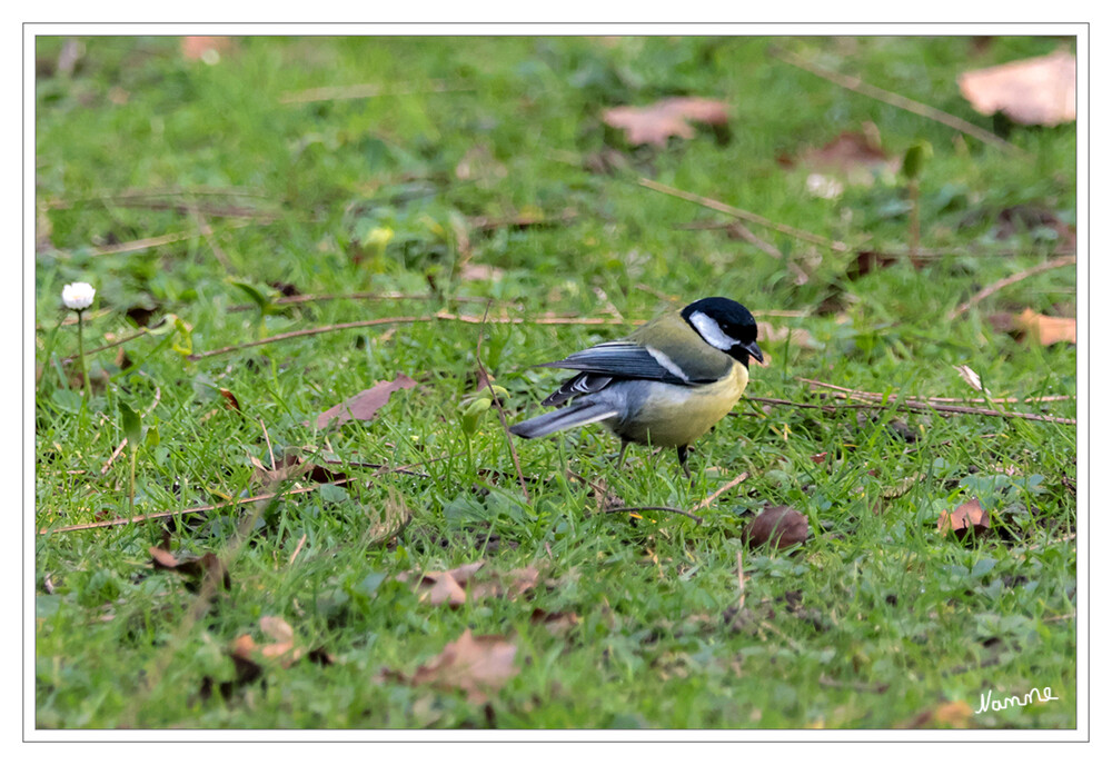 Kohlmeise
Parus major Die Kohlmeise ist einer der häufigsten Gäste in unseren Gärten. Sie ist die größte Meisenart Europas und wirkt deutlich plumper neben der Blaumeise, die ebenfalls häufig im Garten anzutreffenden ist. Mit dem schwarz-weißen Kopf, der gelben Brust und dem auffälligen schwarzen Bauchstreifen ist sie eigentlich unverwechselbar. laut Nabu
Schlüsselwörter: 2024