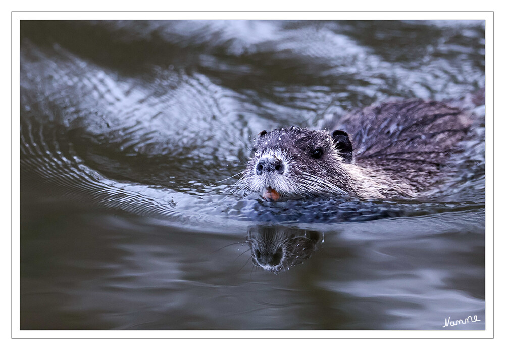 Ich komme
Nutria Myocastor coypus
Auf den ersten Blick ähnelt die Nutria dem Biber, hat jedoch einen runden Schwanz. Wie Biber leben Nutrias immer in Wassernähe, hier jedoch in selbstgegrabenen Erdhöhlen im Uferbereich oder in Schilfnestern. In NRW kommt die Art praktisch flächendeckend vor. laut Nabu

Schlüsselwörter: 2024