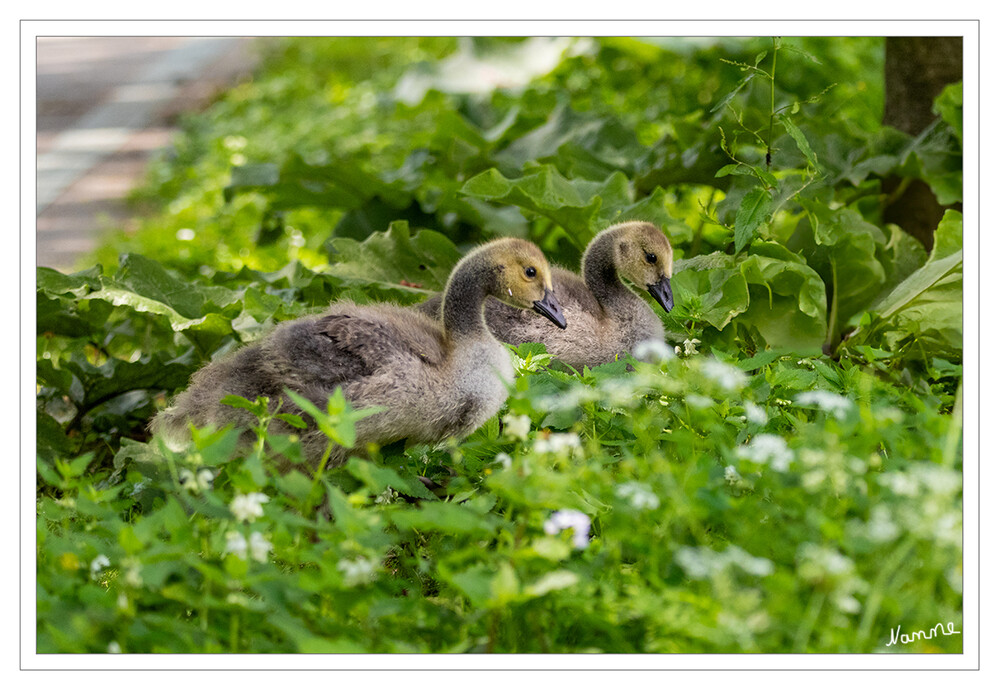 Gänse Gössel
Gössel bezeichnet: Gänseküken
Verglichen mit vielen Enten haben Gänse einen geringen bis überhaupt keinen Geschlechtsdimorphismus. Sie sind meistens größer und langhalsiger als Enten. laut Wikipedia
Schlüsselwörter: 2024