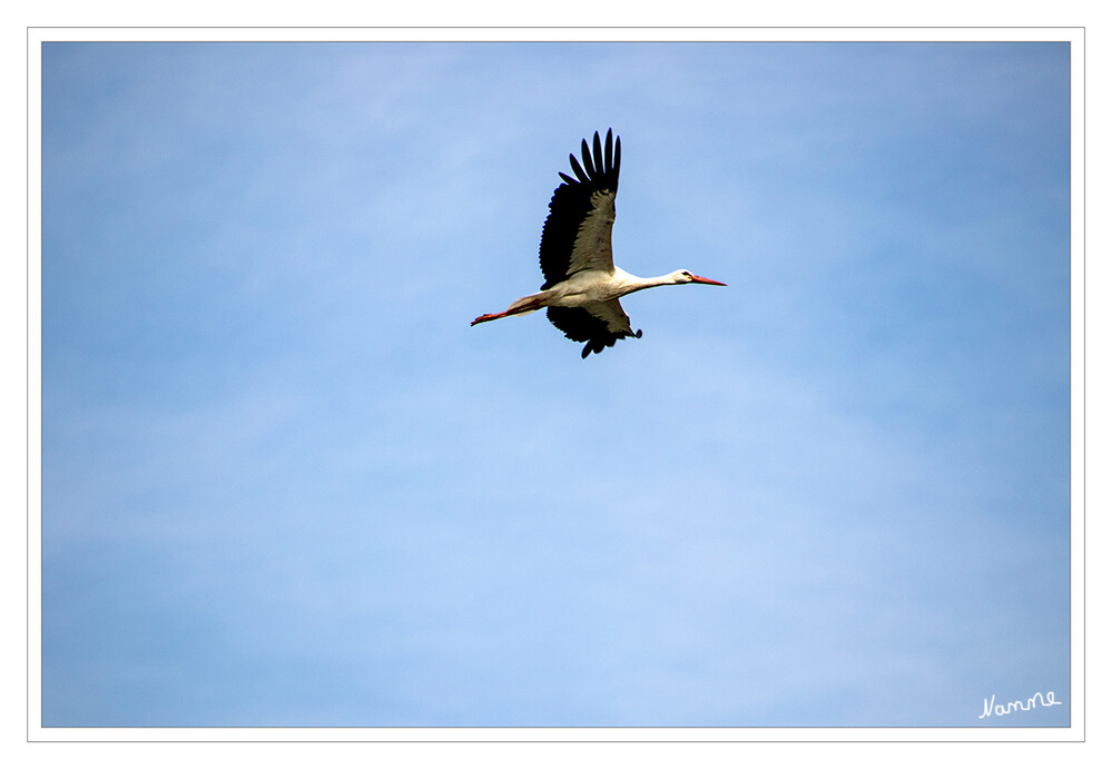 Storch im Flug
Die Störche sind die einzige Familie der Ciconiiformes und mit sechs Gattungen und 20 Arten in allen Kontinenten außer Antarktika verbreitet. Charakteristisch für diese Vögel sind der lange Hals, die langen Beine und der große, oft langgestreckte Schnabel. lt.Wikipedia
Schlüsselwörter: 2024