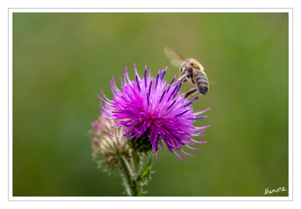 Abflug
Umgangssprachlich wird der Begriff Biene meist auf eine einzelne Art, die Westliche Honigbiene (Apis mellifera), reduziert, die wegen ihrer Bedeutung als staatenbildender Honigproduzent, aber auch wegen ihrer Wehrhaftigkeit besondere Aufmerksamkeit erfährt. Dabei handelt es sich bei den Bienen um eine recht große Gruppe mit sehr unterschiedlichen Arten. Viele davon, vor allem die solitär lebenden, werden unter dem Begriff Wildbienen zusammengefasst. lt. Wikipedia
Schlüsselwörter: 2024