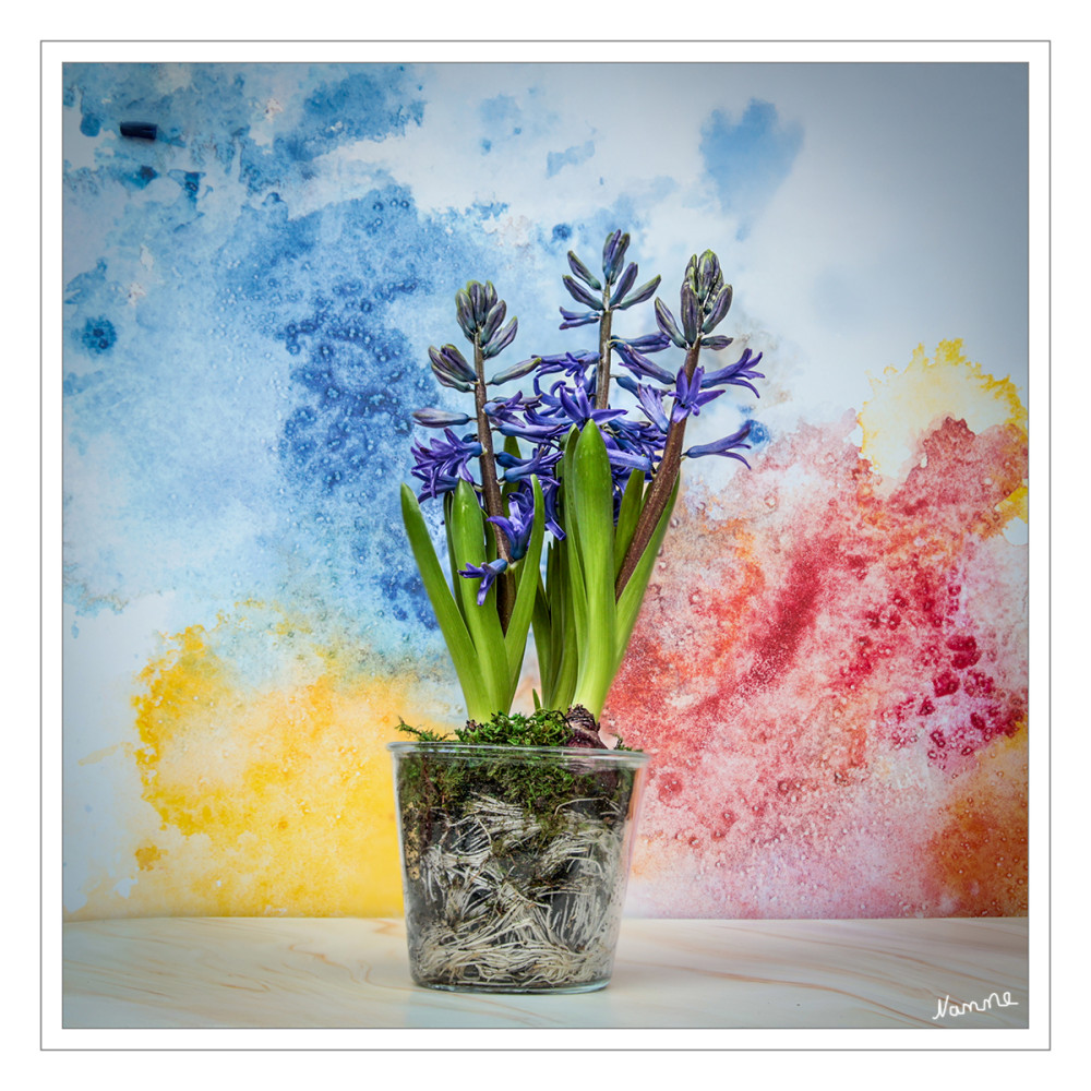 Farbenfroh
Die Hyazinthe wurde im 16. Jahrhundert als Zierpflanze in Europa eingeführt. Seit dem 18. Jahrhundert entstanden durch intensive Kreuzung und Selektion viele neue Sorten mit großen Blüten und in zahlreichen Farben (weiß, gelb, rot und rosa in verschiedenen Schattierungen, blau, violett und blau bis fast schwarz). lt. Wikipedia
Schlüsselwörter: 2026