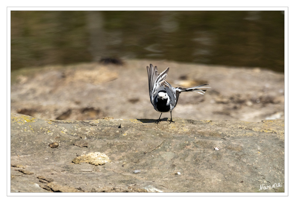 Bachstelze
Überwiegend am Boden sucht die Bachstelze nach Nahrung. Sie trippelt mit schnellen Schritten und kopfruckend hinter Insekten her. Das stetige Schwanzwippen ist dabei charakteristisch. Fliegen erbeutet sie auch im Flug. Ihre Nester baut die Bachstelze in Mauerlöchern, Holzstößen oder auf Dachbalken. lt. nabu
Schlüsselwörter: 2025