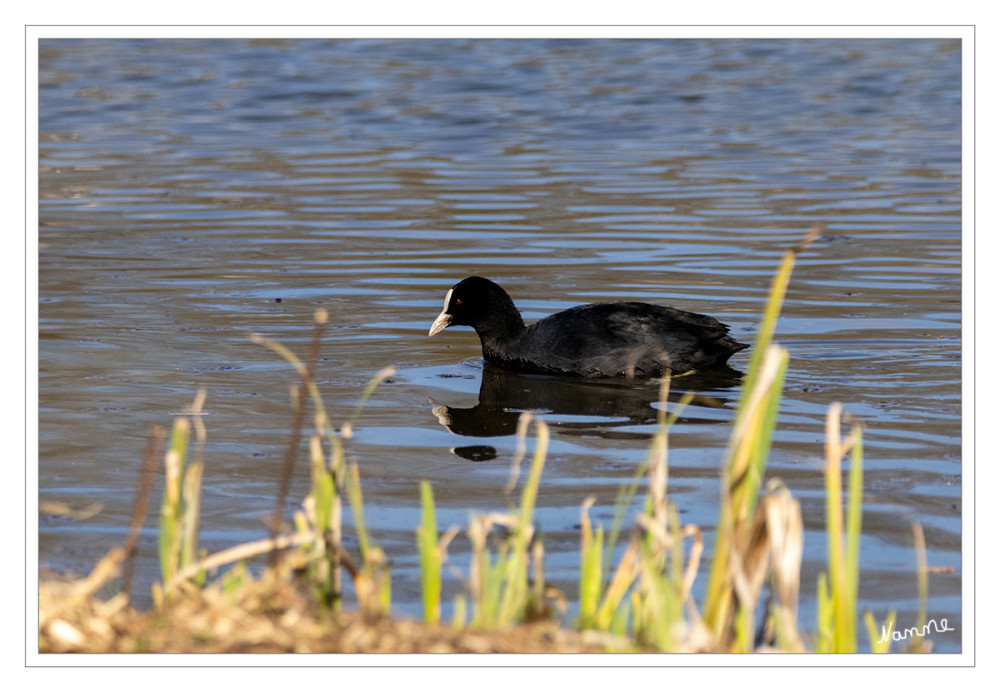 Blässhuhn
Der schwarze Wasservogel mit der auffälligen Blässe und den langen Zehen gehört zu den Rallen und ist somit näher mit Kranichen verwandt als mit Hühnern. Alle Süßgewässer mit Schwimmpflanzen oder Ufervegetation wie zum Beispiel Seen, Sumpfland, Flüsse, Kanäle und Teiche gehören zum Lebensraum des Blesshuhns. lt. nabu
Schlüsselwörter: 2025