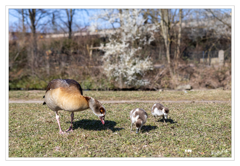 Nilgans mit Küken
Sie verhalten sich meist desinteressiert oder neutral. Nur bei großem Gedrängel auf dem See und vor allem während der Brutzeit können sie territorial werden. Ihre Nester bauen sie sehr flexibel im Röhricht, Felsgestein oder auch in Baumhöhlen. Beide Elternteile beteiligen sich an der Aufzucht der Jungtiere. lt. nabu
Schlüsselwörter: 2025