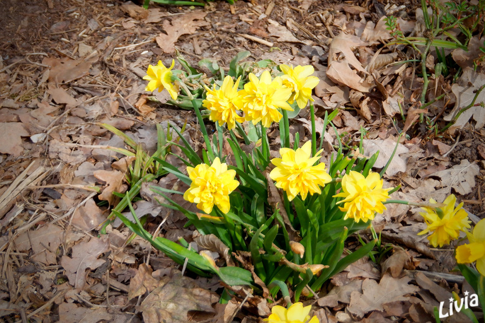 Narzissen
Alle Osterglocken sind Narzissen, aber nicht alle Narzissen sind Osterglocken. Narzissen ist der botanische Gattungsbegriff, die Osterglocken, botanisch Narcissus pseudonarcissus, sind die bekannteste Unterart.
Schlüsselwörter: 2025