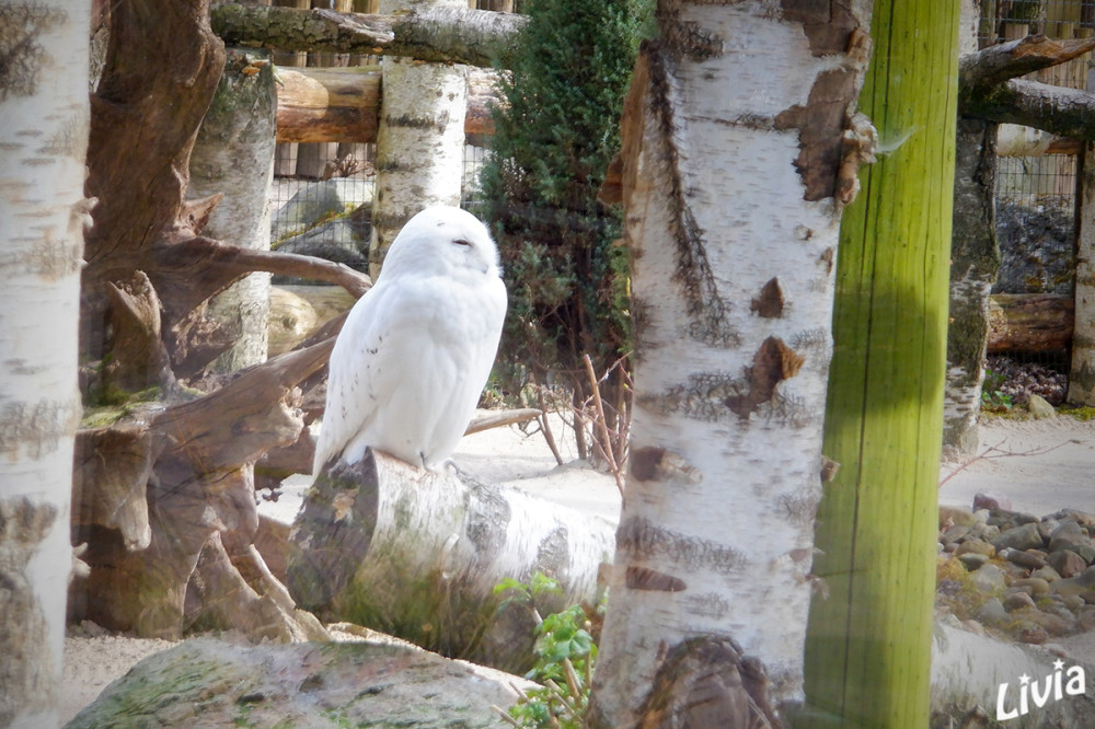 Schneeeule
Zoo Krefeld
Schlüsselwörter: 2025