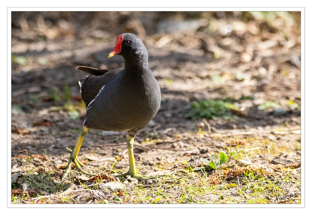 Teichhuhn
Gallinula chloropus ist etwas heimlicher und lieber in der Ufervegetation unterwegs als das Blässhuhn. In Parks kommt es allerdings immer häufiger vor und ist dort wesentlich entspannter zu beobachten. Wie das Blässhuhn gehört auch das Teichhuhn zu den Rallen. Teichralle ist darum auch eine geläufigere und sogar korrektere Bezeichnung für den Vogel. lt. nabu
Schlüsselwörter: 2025