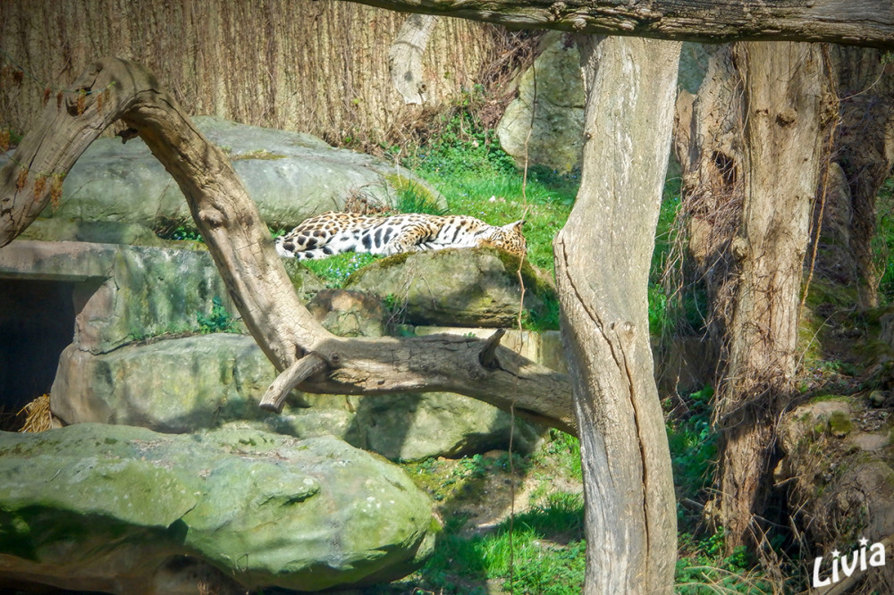 Leopard
Zoo Krefeld
Schlüsselwörter: 2025