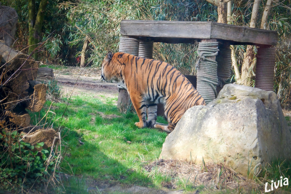Tiger
Zoo Krefeld
Schlüsselwörter: 2025