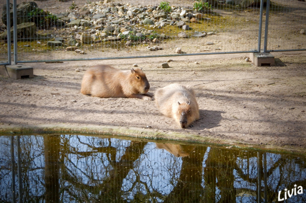Wasserschweine
Zoo Krefeld
Schlüsselwörter: 2025