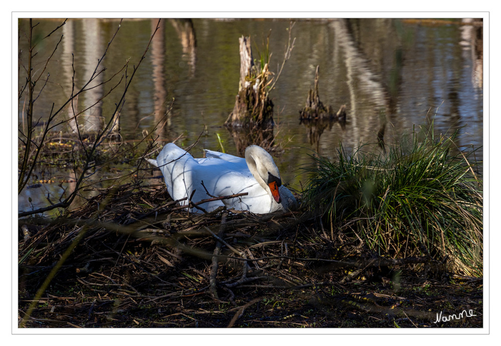 Frühlingsgefühle
bei den Schwänen
Der Höckerschwan ist der in Deutschland am häufigsten vorkommende Schwan. Er brütet an Gewässern aller Art und zeigt sich relativ unanfällig Störungen gegenüber. Viele mitteleuropäische Populationen stammen von Park- und Ziervögeln, die ab dem 16. Jahrhundert gehalten wurden. lt. nabu
Schlüsselwörter: 2025