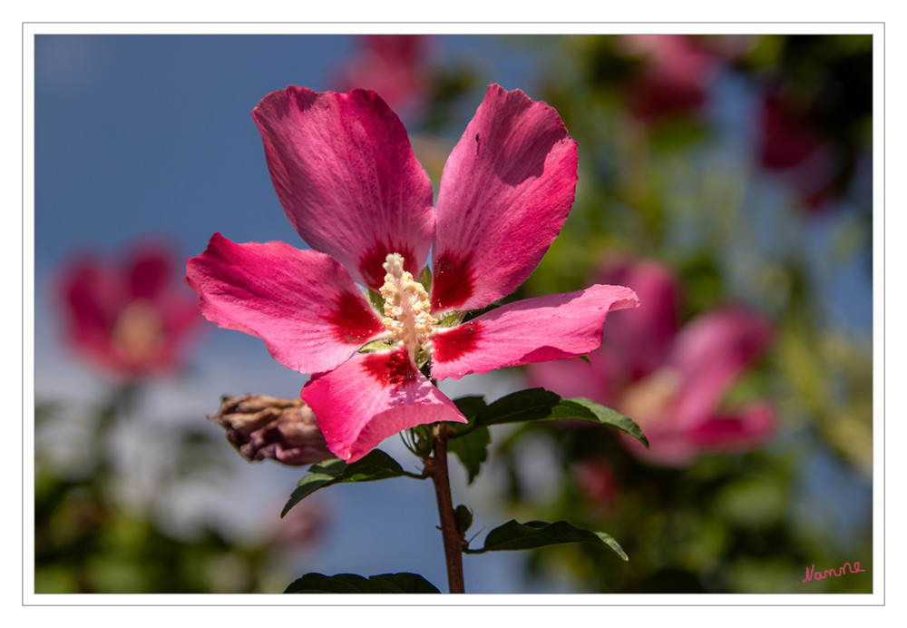 Hibiskusblüte
Der Hibiskus ist ein richtiger Spätzünder, frische Blätter wachsen bei ihm erst am Mai und seine Blüten sogar erst zwischen Juni & Juli 
Hibiskus lockt fleißige Bienen und andere nützliche Insekten an. Seine Blüten versorgt sie mit Nektar und im Gegenzug wird er von ihnen bestäubt. lt. feey-pflanzen.
Schlüsselwörter: 2025