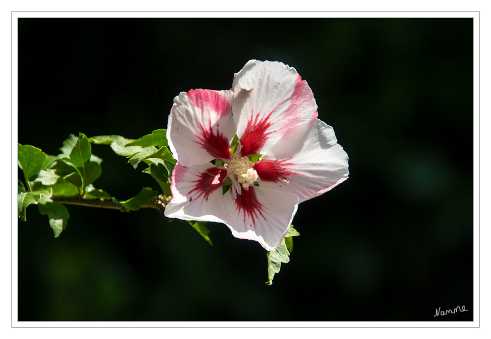 Hibiskusblüte
Hibiskus, auch bekannt als Eibisch, ist eine Pflanzengattung mit vielen Arten, die hauptsächlich in tropischen und subtropischen Regionen beheimatet sind. In Mitteleuropa sind vor allem der Garten-Eibisch (Hibiscus syriacus) und der Stauden-Hibiskus (Hibiscus x moscheutos) als Zierpflanzen beliebt. lt Kl
Schlüsselwörter: 2025