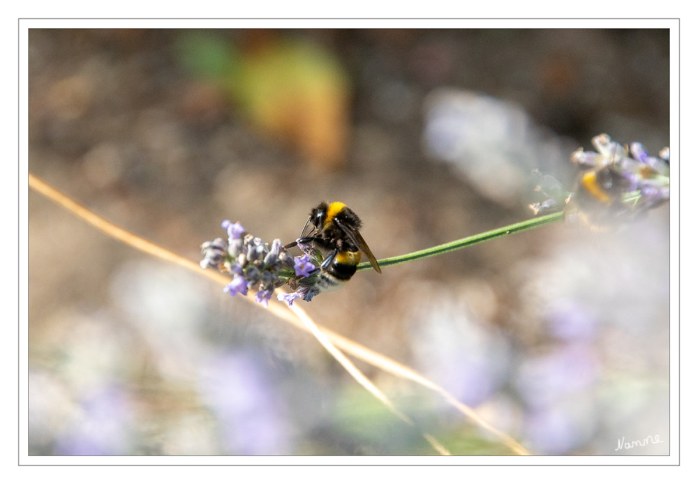 Hummel auf Lavendel
Schlüsselwörter: 2025