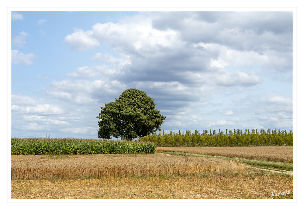 Auf dem Feld
Schlüsselwörter: 2025