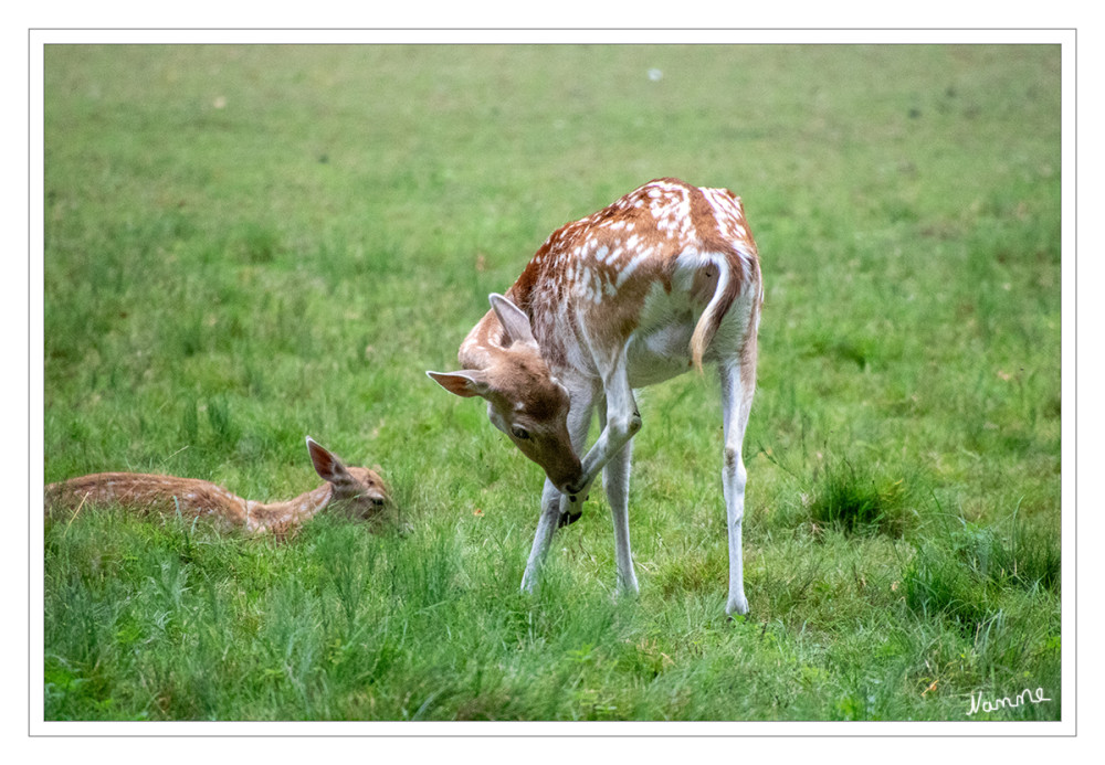 Damwild
Das Damwild wechselt zweimal im Jahr die Fellfärbung. Im Juni, bei der Sommerfärbung, ist die Oberseite hell-rötlichbraun mit weißen Flecken, die Unterseite weißlich; bei der Winterfärbung ist die Oberseite dunkelbraun. Gelegentlich kommt auch fast ganz schwarzes und fast weißes Damwild vor. Das Damwild hat einen weißen Spiegel (Fleck am Hintereil), der schwarz umrandet ist und einen ebenfalls schwarz umrandeten Wedel (Schwanz). lt wald
Schlüsselwörter: 2025