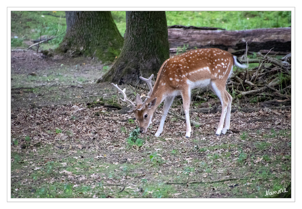 Der Damhirsch (Dama dama), in der Jägersprache Damwild genannt, ist ein mittelgroßer Hirsch. Charakteristisch ist das Schaufelgeweih (hier noch niecht ausgewachsen) der männlichen Tiere und das häufig gefleckte Sommerfell. Damhirsche sind tag- und nachtaktiv und leben bevorzugt in offenen Landschaften, in denen sich kleine Waldpartien mit landwirtschaftlichen Flächen abwechseln. lt. Wikipedia
Schlüsselwörter: 2025