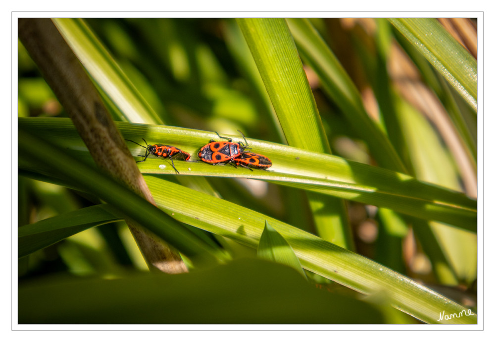 Feuerwanzen
Auf dem Speiseplan von Feuerwanzen stehen unter anderem Insekten- und Schneckeneier. Damit sorgen sie dafür, dass Populationen von Gartenschädlingen nicht zu groß werden. Wer also Feuerwanzen bei sich im Garten entdeckt, hat Gewissheit, dass hier ein natürliches Gleichgewicht für Tiere und Pflanzen herrscht. lt. nabu
Schlüsselwörter: 2025