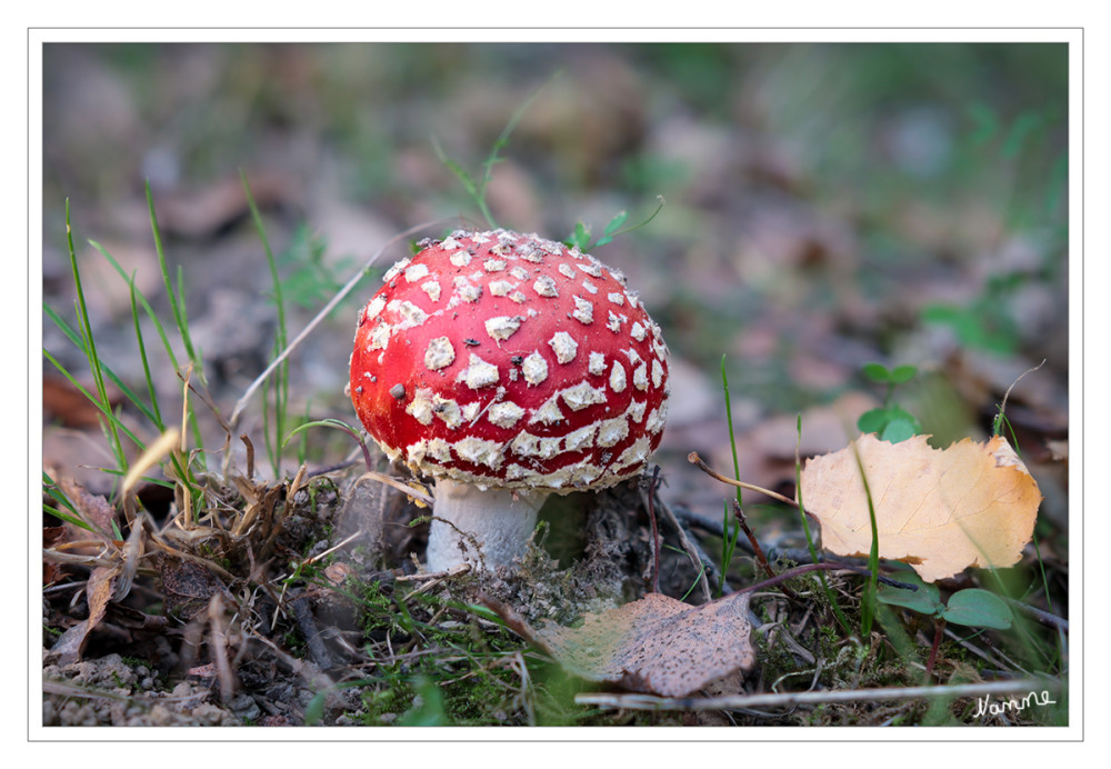 Fliegenpilz
auch Roter Fliegenpilz genannt, ist eine giftige Pilzart aus der Familie der Wulstlingsverwandten. Die Fruchtkörper erscheinen in Mitteleuropa von Juni bis zum Beginn des Winters, hauptsächlich von Juli bis Oktober. lt.Wikipedia
Schlüsselwörter: 2025