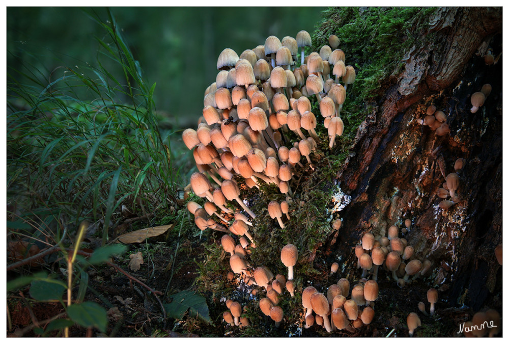 Gemeiner Glimmertintling
Der Glimmer-Tintling ist in Laub- und Mischwäldern aller Art zu finden, selten jedoch in Nadelwäldern. Häufig wächst er in Gärten, Parks und ähnlichen Biotopen wie Wegränder und Gebüsche. Der Pilz lebt als Saprobiont an morschem Holz. Er kommt auch an vergrabenem Holz und am Fuß lebender Bäume vor. Letzteres Vorkommen deutet eventuell auf einen Parasitismus des Pilzes an der Wurzel hin. lt. Wikipedia
Schlüsselwörter: 2025