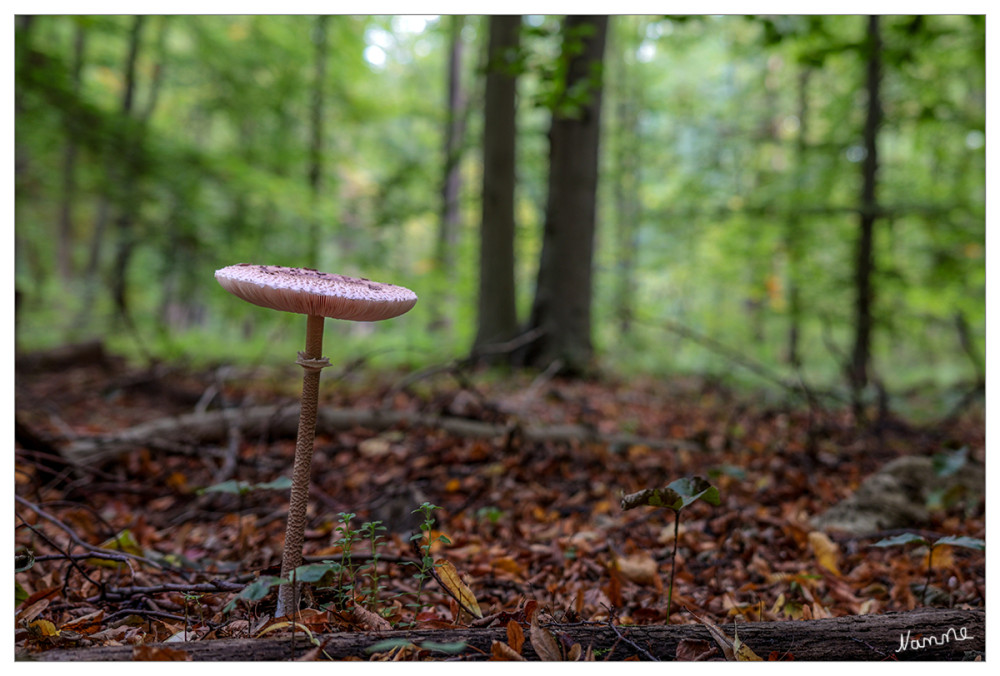 Gemeiner Riesenschirmling
Parasol oder Riesenschirmpilz (Macrolepiota procera) ist eine Pilzart aus der Familie der Champignonverwandten (Agaricaceae). 
Der Gemeine Riesenschirmling ist in fast allen mesophilen Waldgesellschaften sowie auf offenem Grasland auf lehmigen, frischen Böden anzutreffen. Dabei werden lichte Buchen-, Eichen- und Eichen-Hainbuchen-Wälder auf nährstoffreichem Untergrund sowie entsprechende Fichtenforste als auch Wiesen und Weiden, Parks, Weg- und Waldränder bevorzugt. lt Wikipedia
Schlüsselwörter: 2025